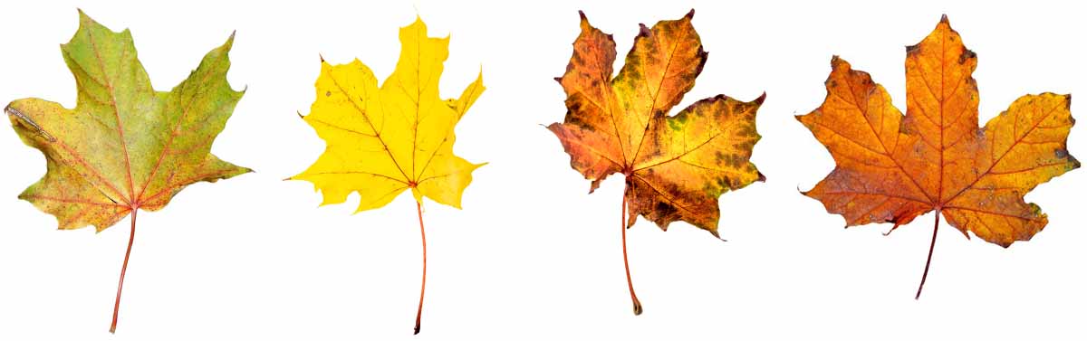 Warum verfärben sich die Blätter im Herbst? Die Photosynthese einfach erklärt.