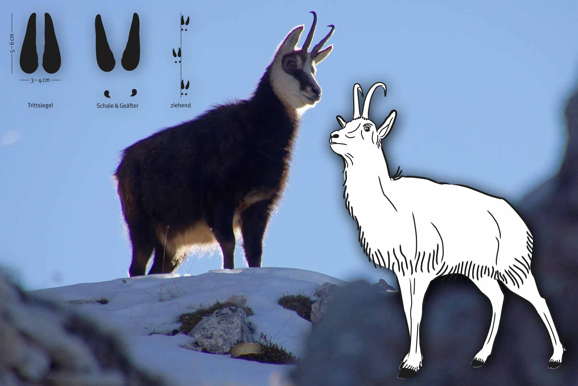 Tierspuren im Schnee – Den Wildtieren auf der Spur im Winter