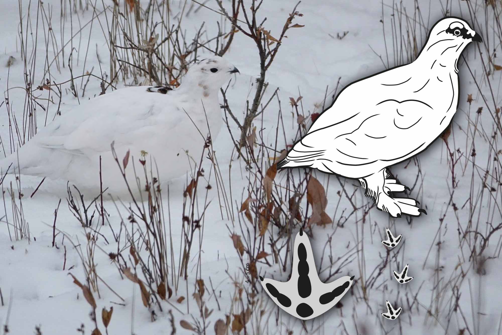 Tierspuren im Schnee – Den Wildtieren auf der Spur im Winter