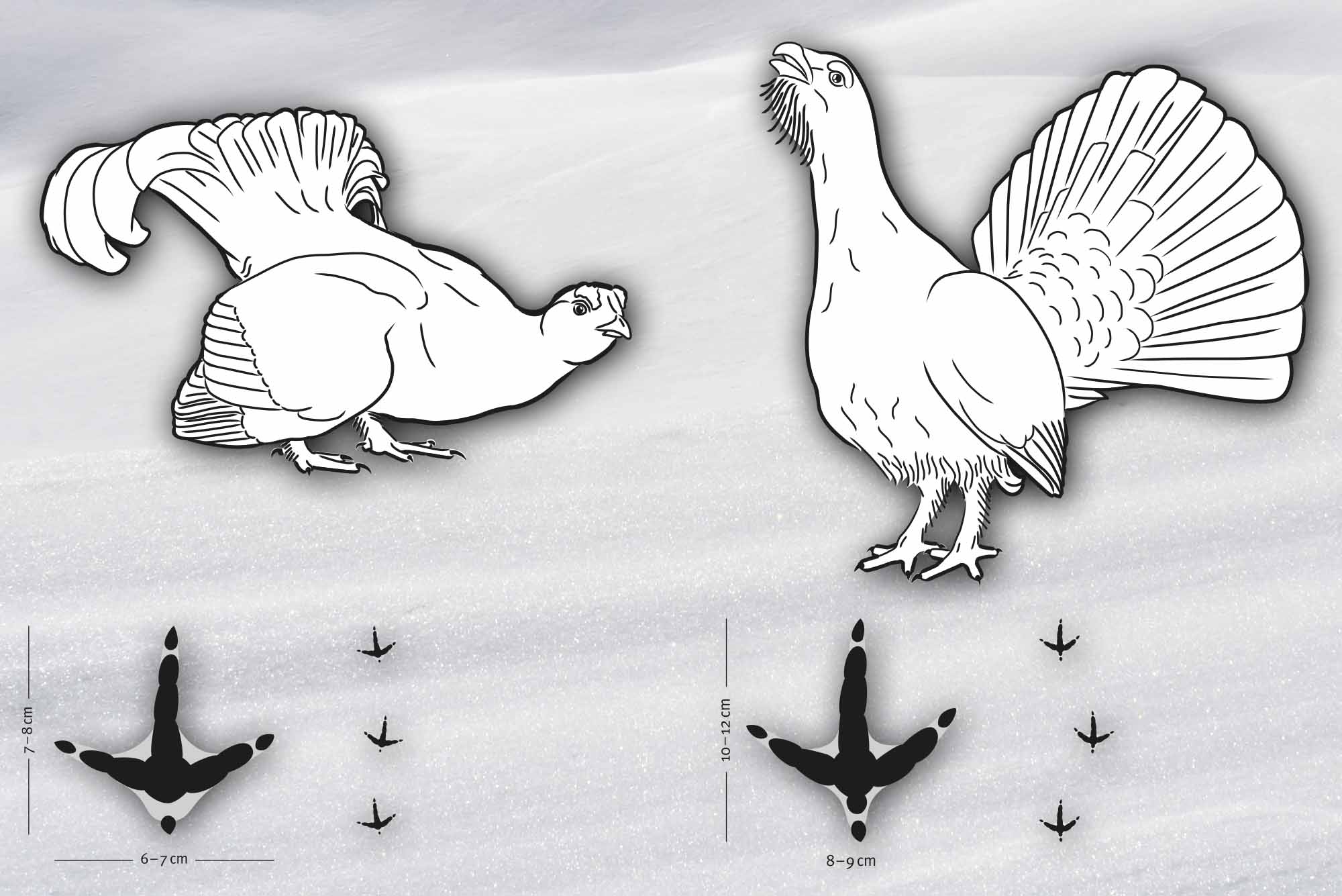 Tierspuren im Schnee – Den Wildtieren auf der Spur im Winter