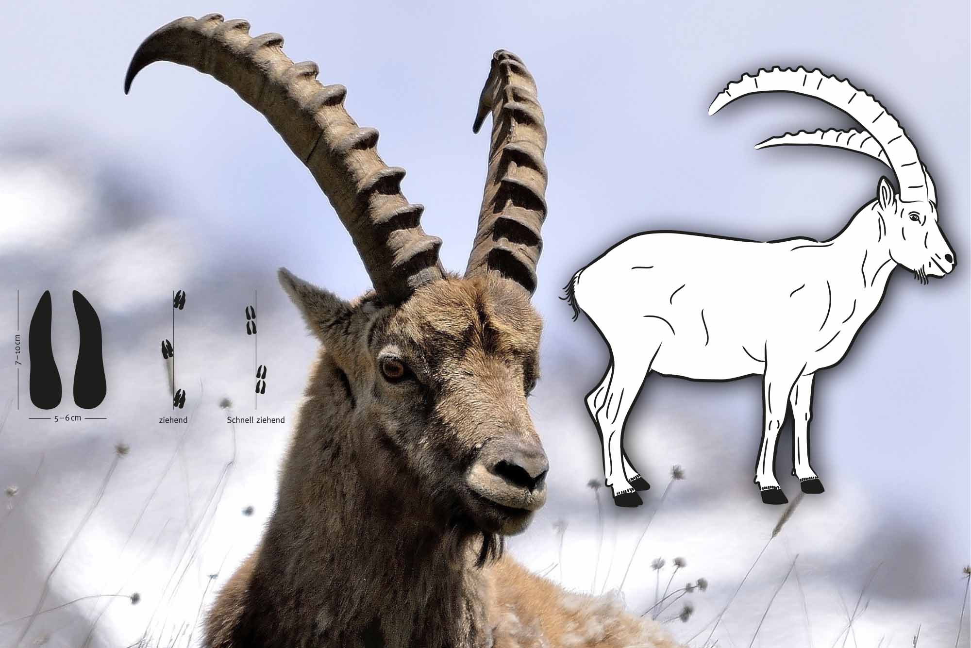 Tierspuren im Schnee – Den Wildtieren auf der Spur im Winter